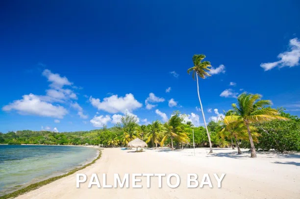 Beach with a tall palm tree and white sand