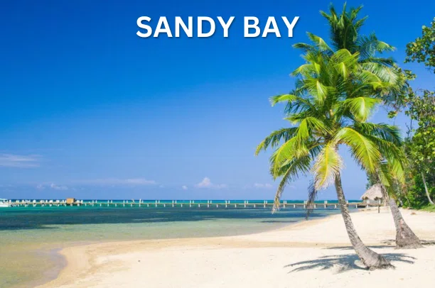Three palm trees on a white beach